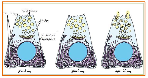 الملخص مصير البروتين بعد تركيبه